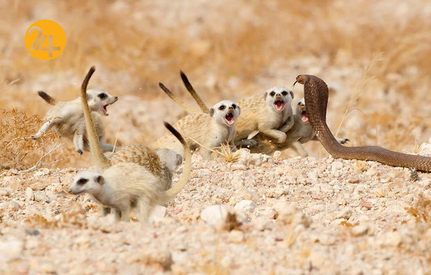 جالب‌ترین تصاویر از زندگی حیوانات