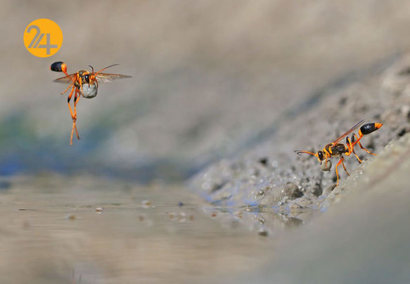 جالب‌ترین تصاویر از زندگی حیوانات