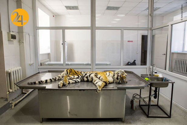 جالب‌ترین تصاویر از زندگی حیوانات