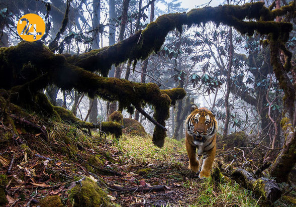 جالب‌ترین تصاویر از زندگی حیوانات