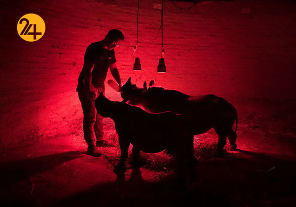 جالب‌ترین تصاویر از زندگی حیوانات