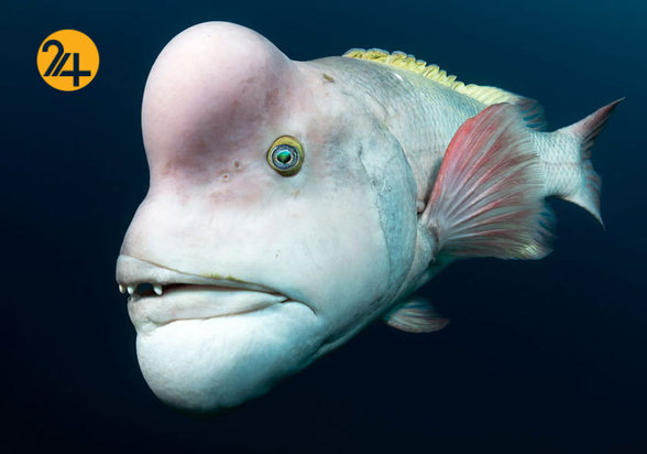 جالب‌ترین تصاویر از زندگی حیوانات