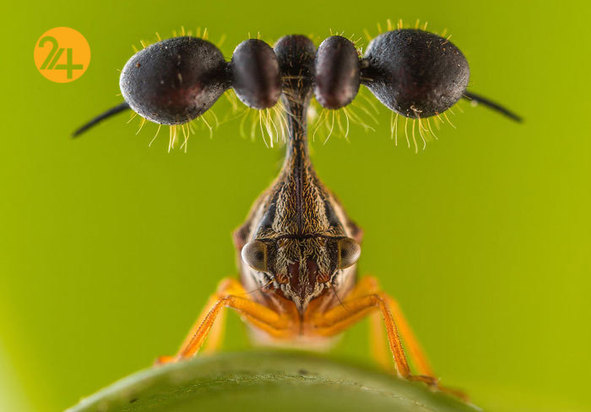 جالب‌ترین تصاویر از زندگی حیوانات