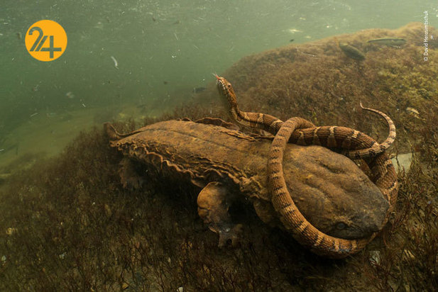 جالب‌ترین تصاویر از زندگی حیوانات