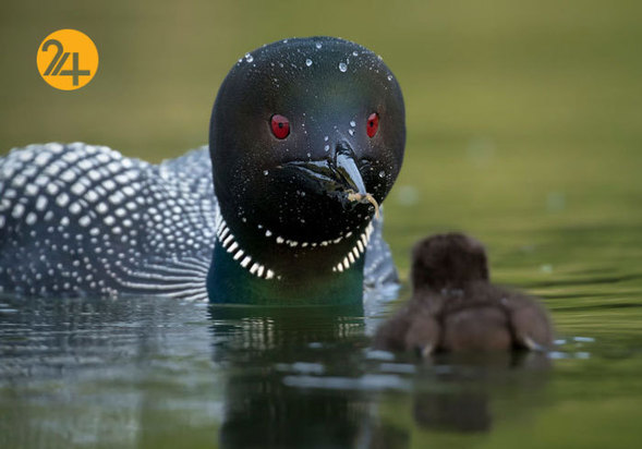 جالب‌ترین تصاویر از زندگی حیوانات