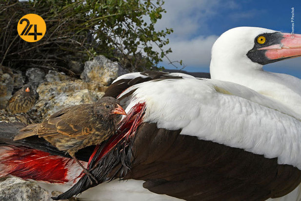 جالب‌ترین تصاویر از زندگی حیوانات