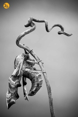 روایت تصویری رویداد24 از هفته‌ای که گذشت