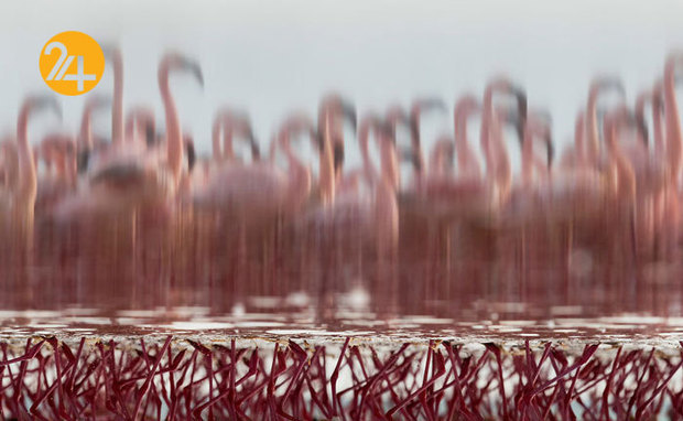 روایت تصویری رویداد24 از هفته‌ای که گذشت