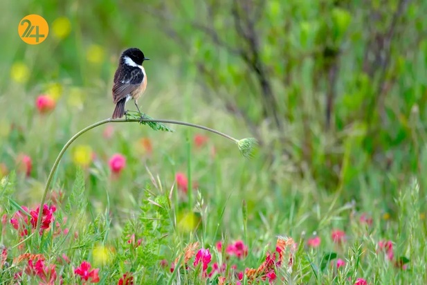 عکاسی حیات وحش