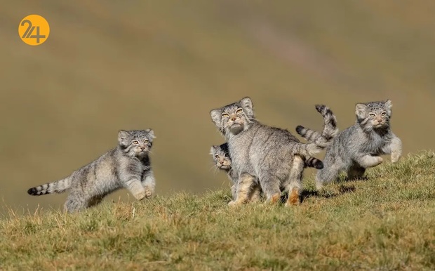 عکاسی حیات وحش