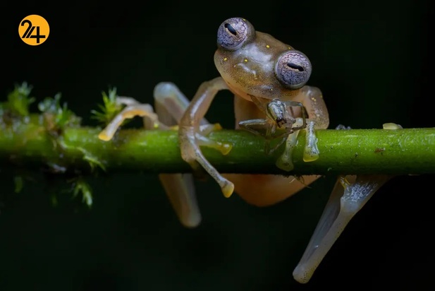 عکاسی حیات وحش