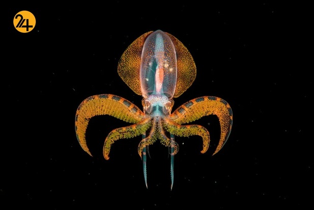 عکاسی حیات وحش