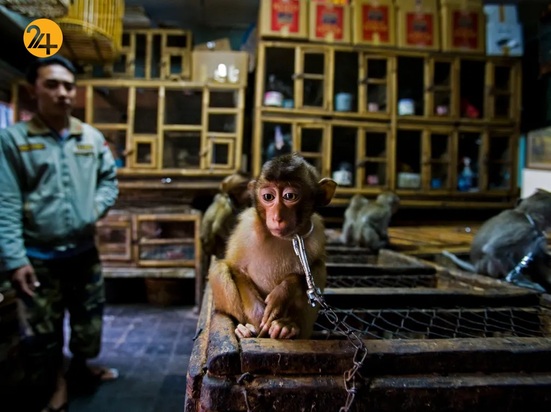 عکاسی حیات وحش