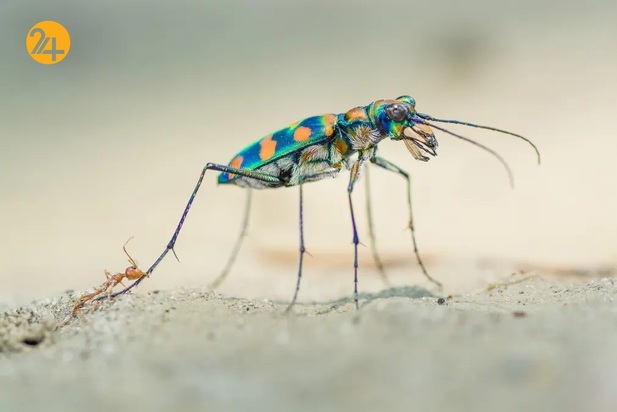 عکاسی حیات وحش