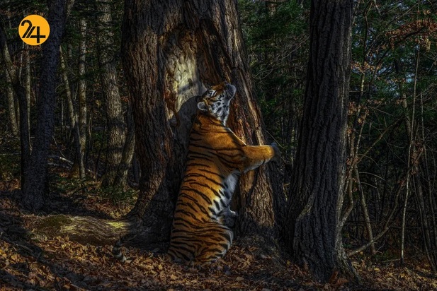 عکاسی حیات وحش