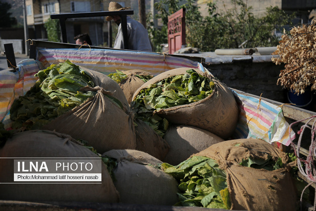 مزارع توتون در ایران