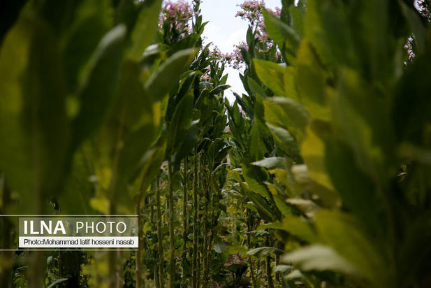 مزارع توتون در ایران