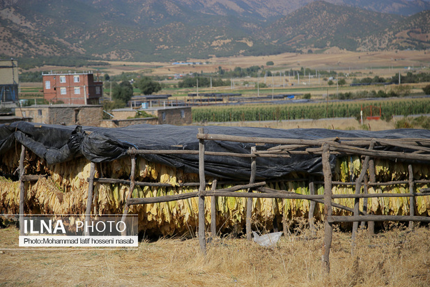 مزارع توتون در ایران