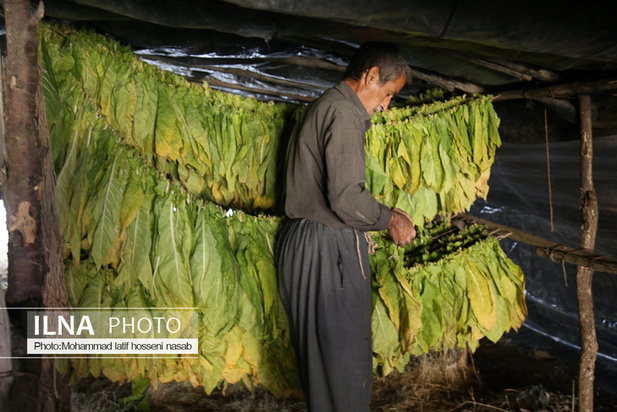 مزارع توتون در ایران