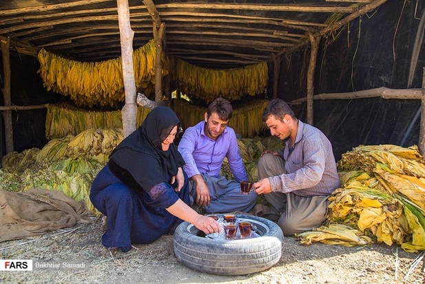 مزارع توتون در ایران