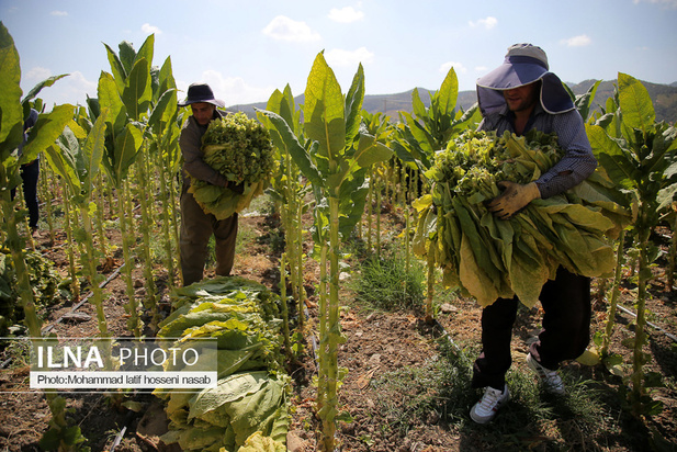 مزارع توتون در ایران