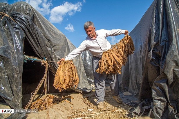 مزارع توتون در ایران