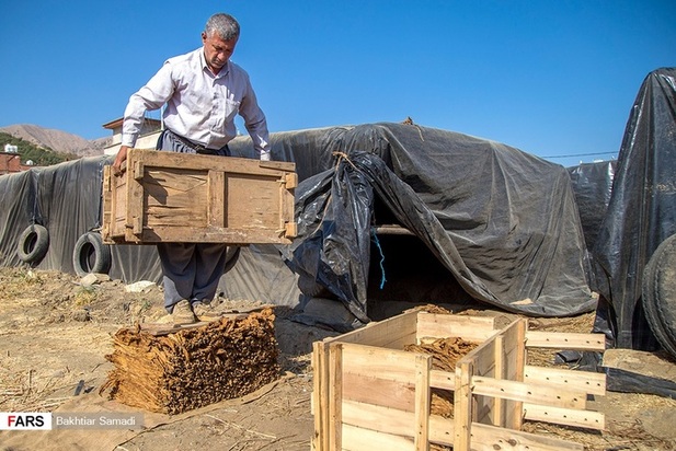 مزارع توتون در ایران