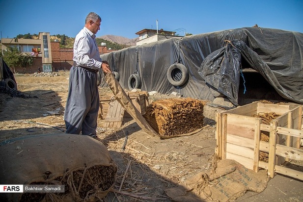 مزارع توتون در ایران