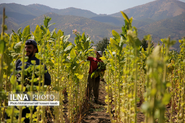 مزارع توتون در ایران