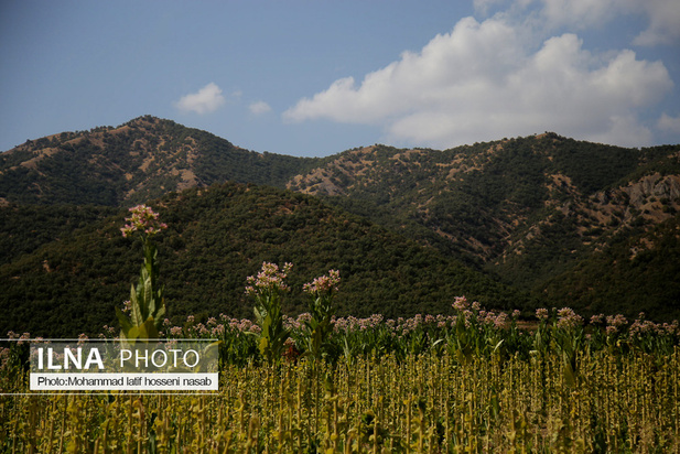 مزارع توتون در ایران