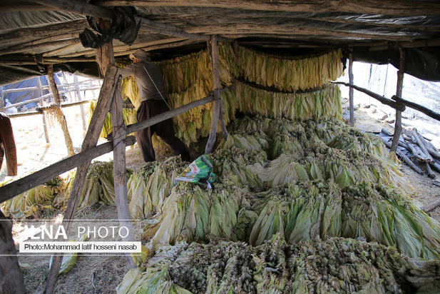مزارع توتون در ایران