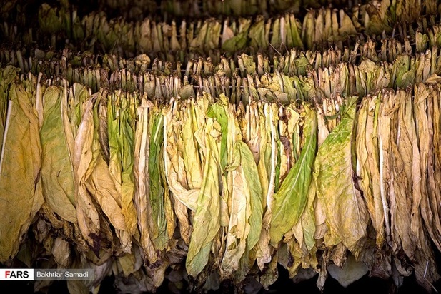 مزارع توتون در ایران