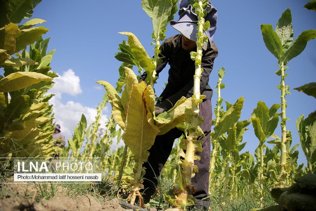 مزارع توتون در ایران