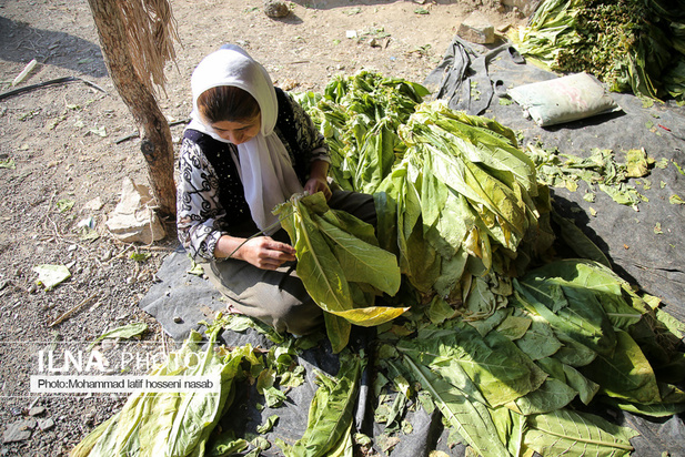 مزارع توتون در ایران