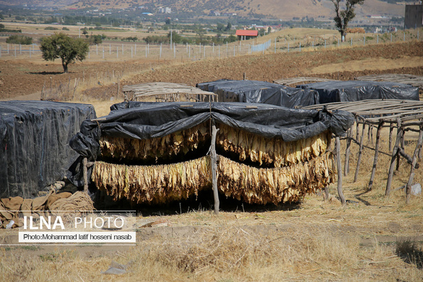مزارع توتون در ایران