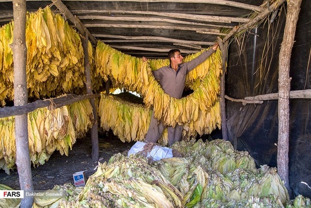 مزارع توتون در ایران