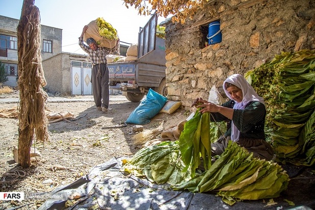 مزارع توتون در ایران