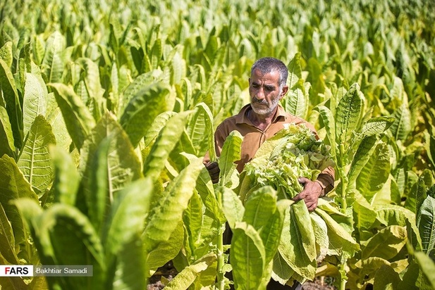 مزارع توتون در ایران