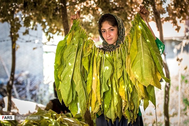 مزارع توتون در ایران