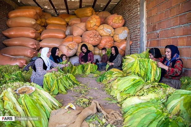 مزارع توتون در ایران
