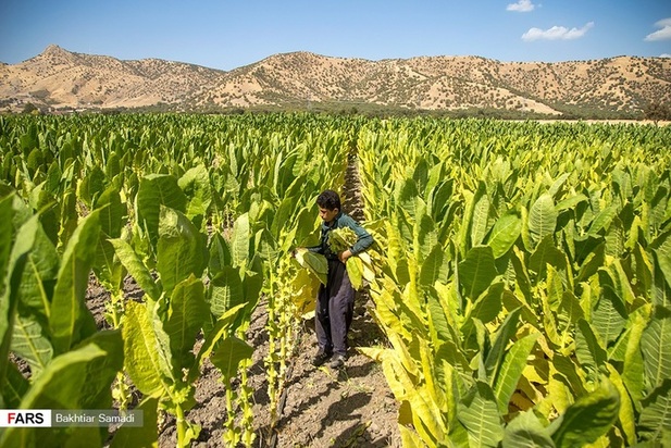 مزارع توتون در ایران