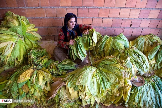 مزارع توتون در ایران