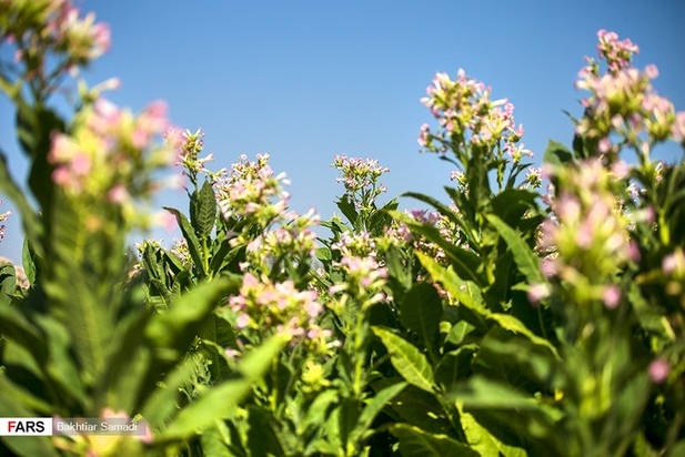 مزارع توتون در ایران
