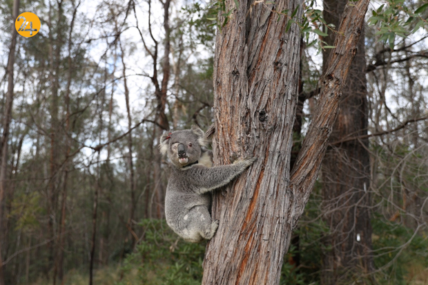 کوالاها و آیده‌ای خالی از امید