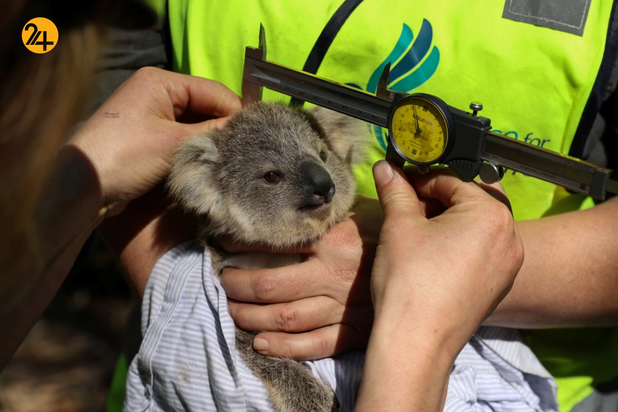 کوالاها و آیده‌ای خالی از امید