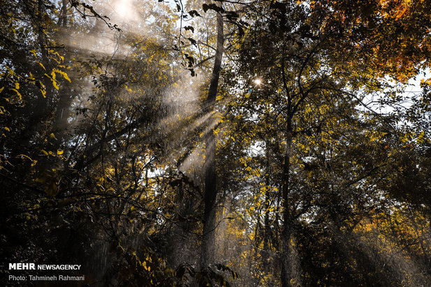 رنگ پاییز تهران