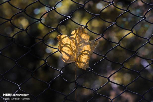 رنگ پاییز تهران