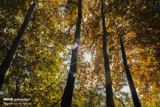 رنگ پاییز تهران