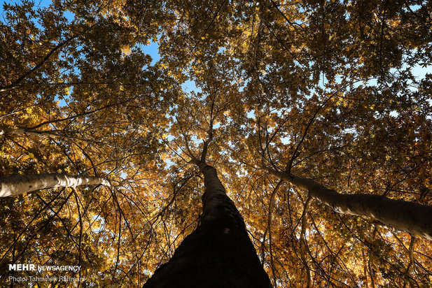 رنگ پاییز تهران