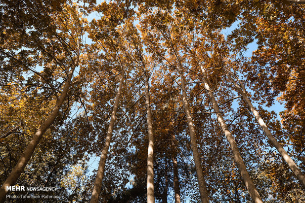 رنگ پاییز تهران